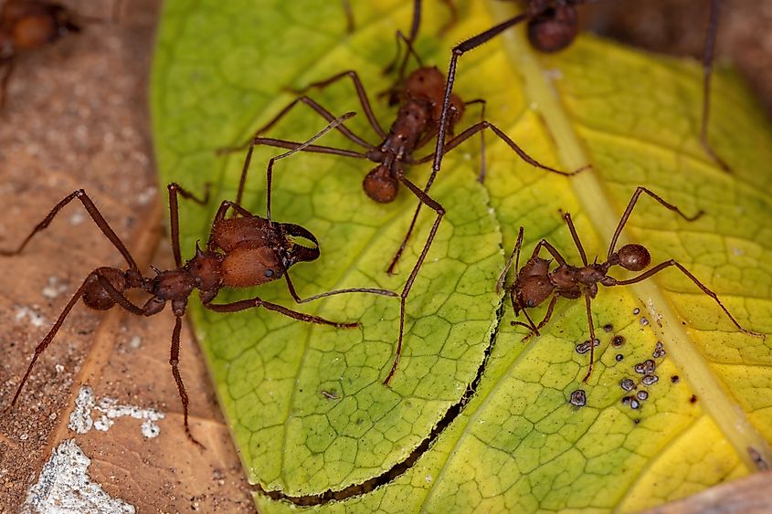 A group of leafcutter ants working together.