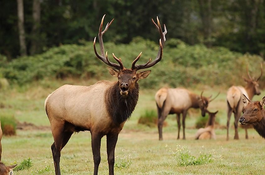 Roosevelt Elk Bull with his harem.