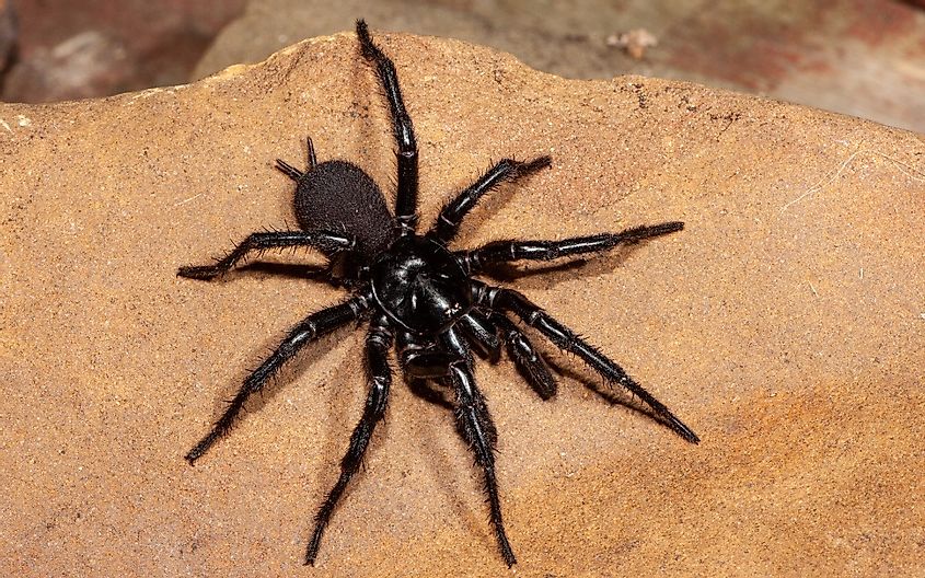 Dangerously venomous Male Sydney Funnel-web spider