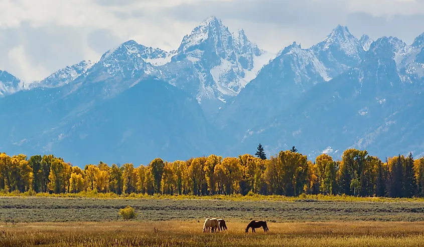 Fall foliage near Jackson, Wyoming