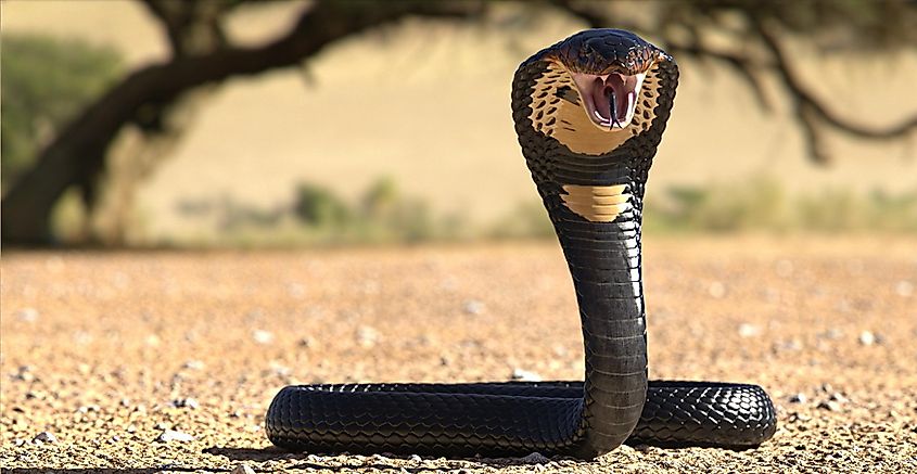 Black cobra with a yellow neck, mouth open, standing in the desert.