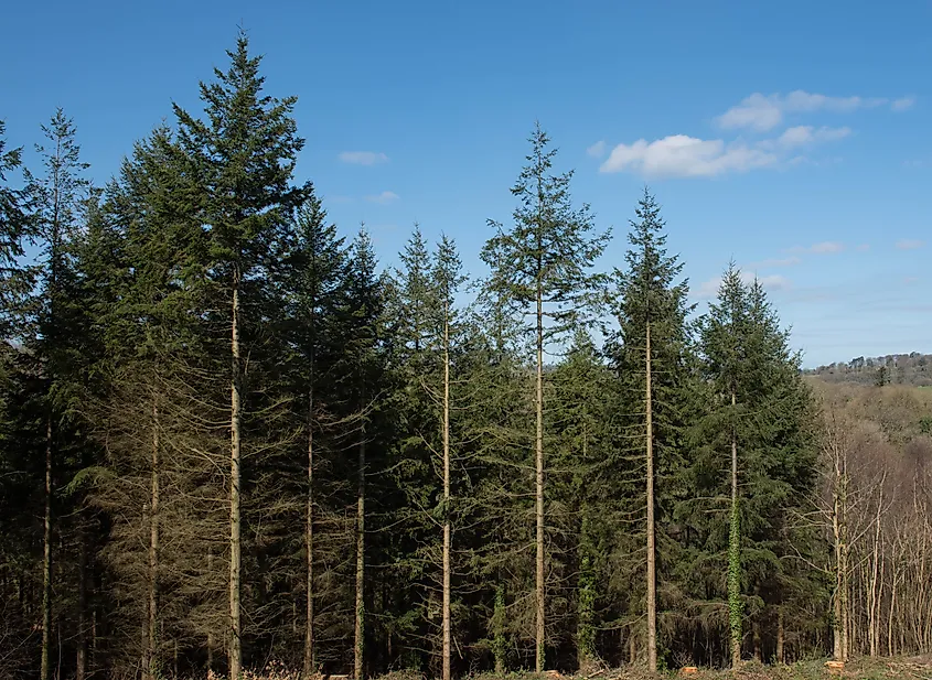 Douglas Fir Tree (Pseudotsuga menziesii)