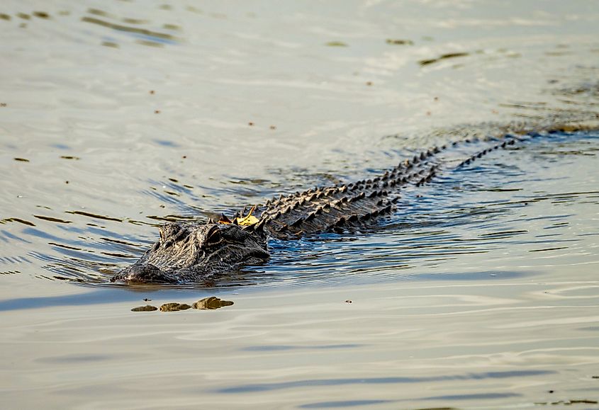 American alligator approaching across calm waters of Atchafalaya delta with eyes and snout visible in ripples.