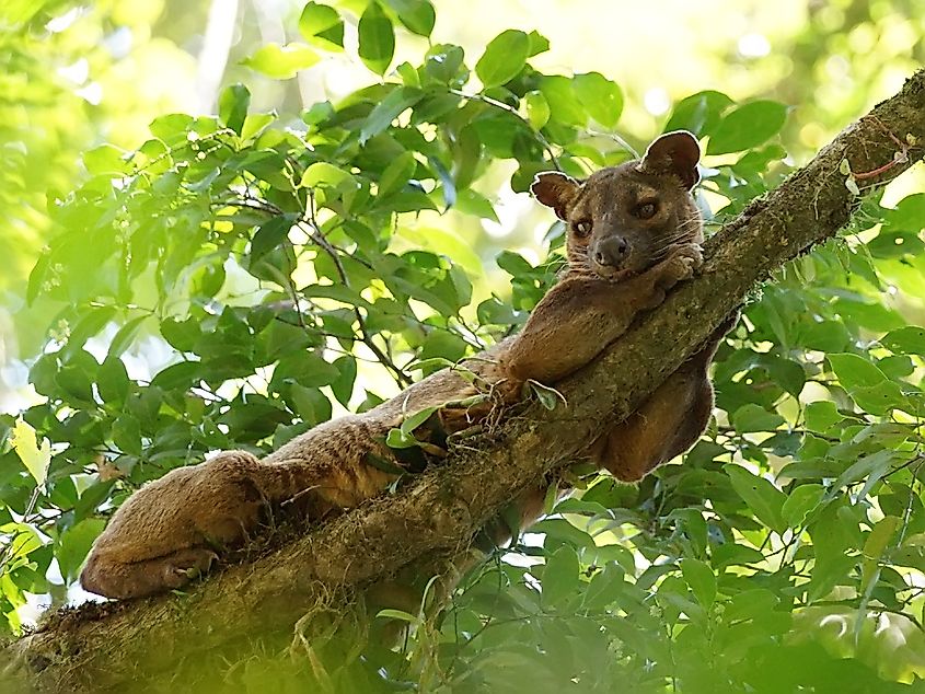 A fossa resting on a tree