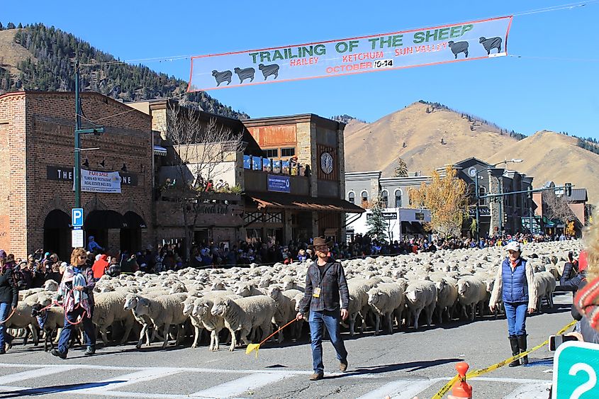 Trailing of the Sheep Parade in Ketchum, Idaho