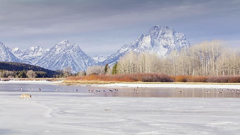 A gray wolf crosses the frozen Snake River in Grand Teton National Park, Wyoming. Credit: Swaroop Pixs / Shutterstock