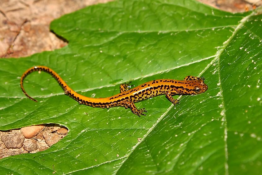 A long-tailed salamander on a leaf at the Tishomingo State Park in Mississippi.