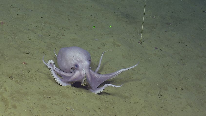 An octopus surveying the sea floor at Davidson Seamount.