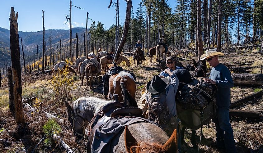 Hunters on horseback ride on the trail during an elk hunt, near the Willow Creek Recreation Area, Gila National Forest, Glenwood, New Mexico.