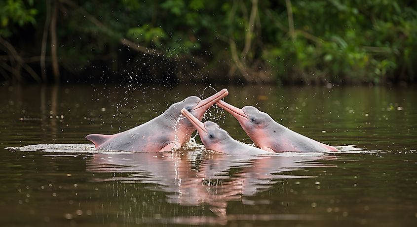 Three Amazon river dolphins in the Amazon River.