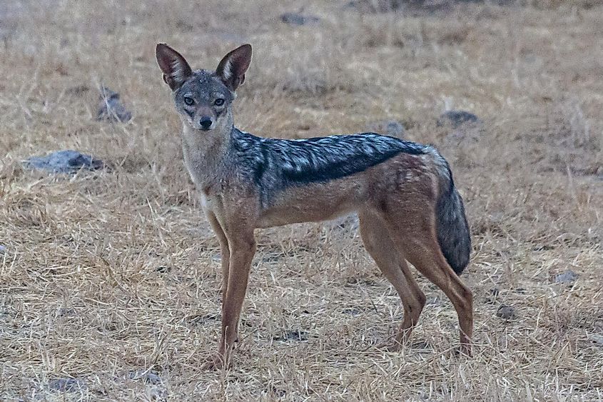 Black-backed jackal in Masai Mara