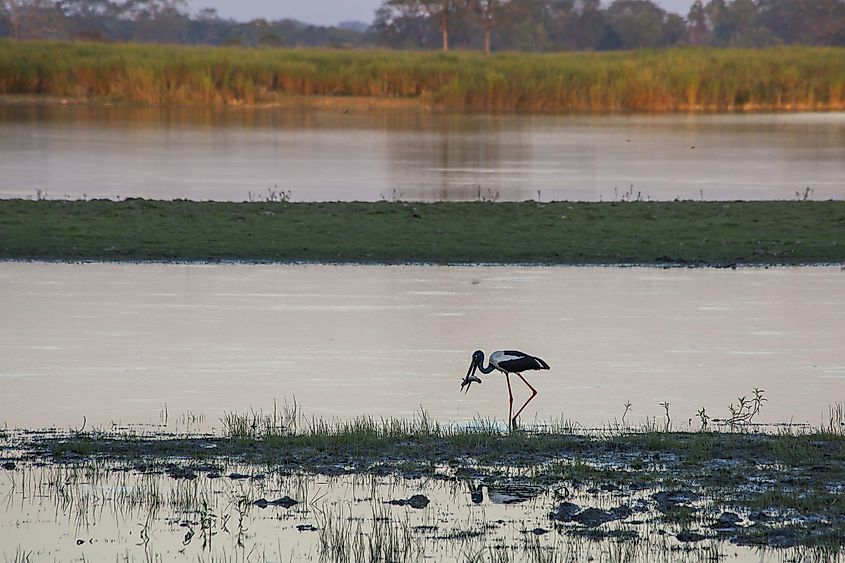 Kaziranga National Park bird