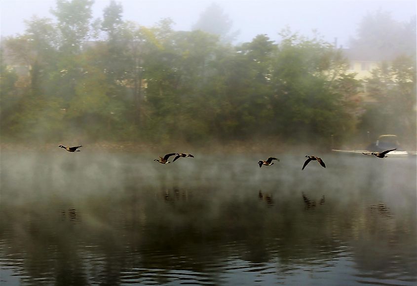 Deep creek lake birds
