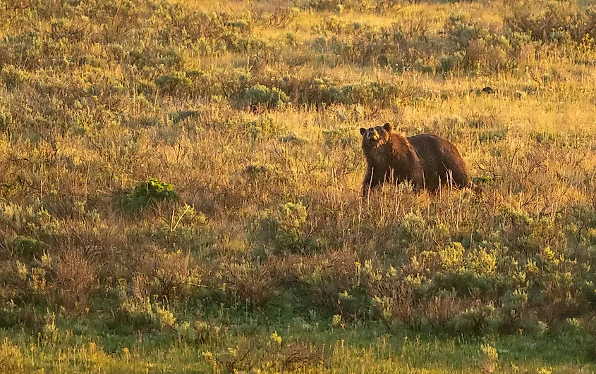 Grizzly Bear Sniffs At The Air In Yellowstone National Park.