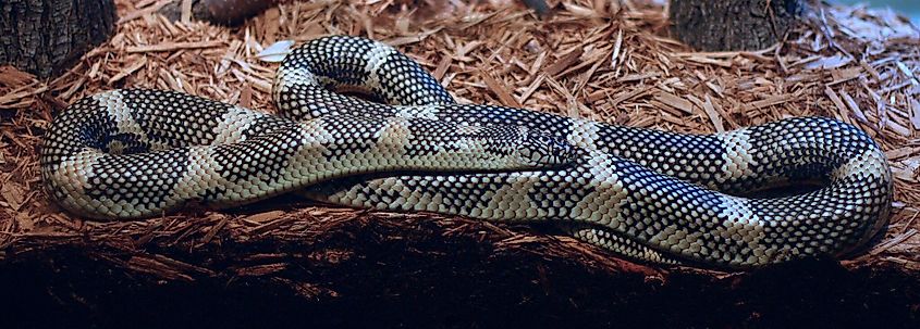 Apalachicola Kingsnake (lampropeltis getula meansi) taken at Cincinnati Zoo.