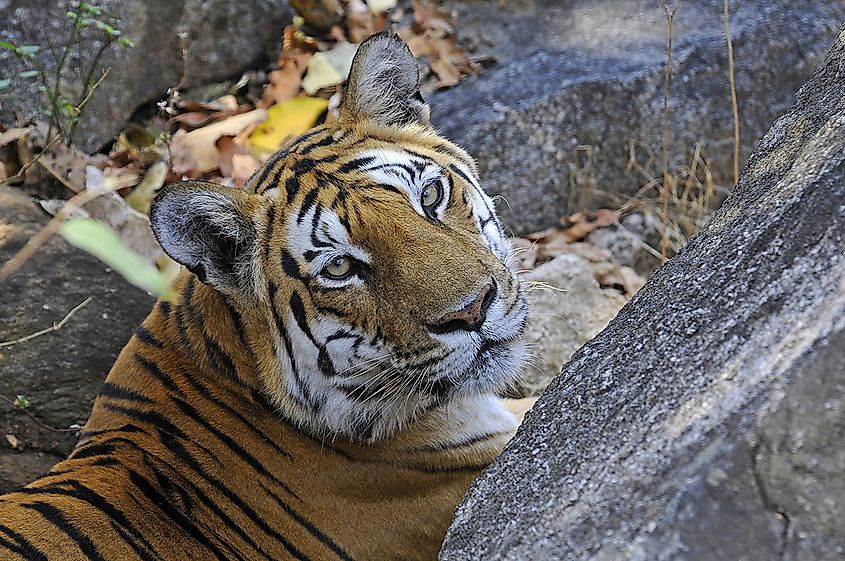 Asia Album: 2 Royal Bengal Tiger cubs playing with mother at zoo