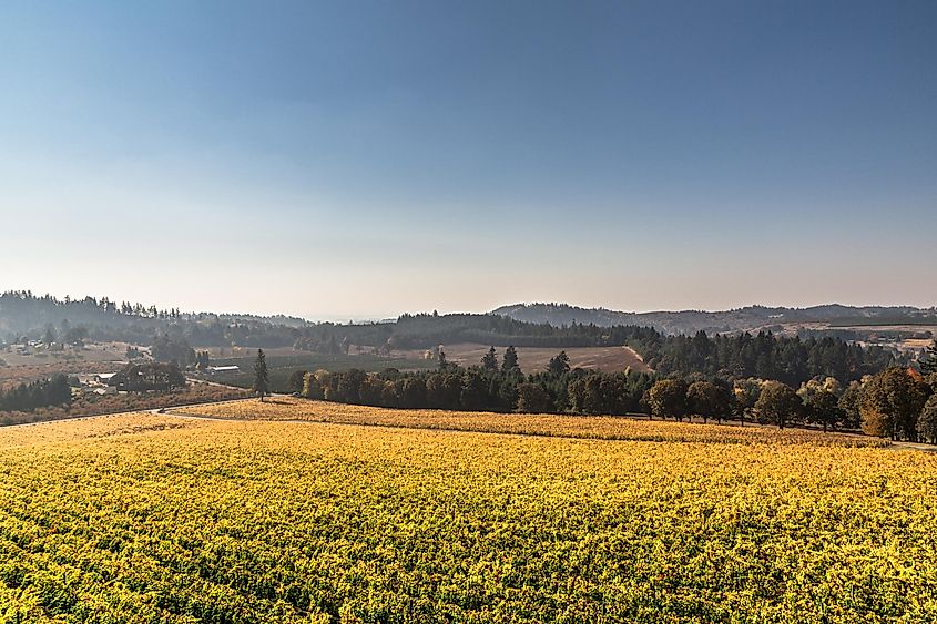 Autumn vineyards in the Willamette Valley, Oregon