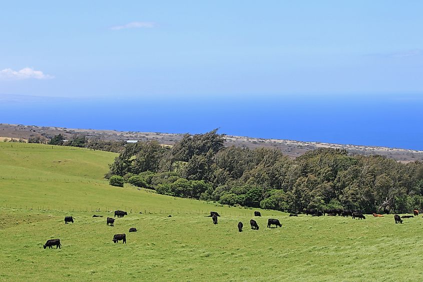 Cattle ranches in Kohala