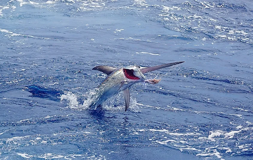 Swordfish jumping after hooked sportfishing