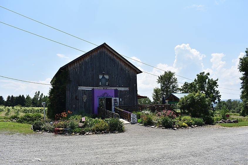 A view of Rasta Ranch Vineyards, a winery in the Finger Lakes region of New York state.