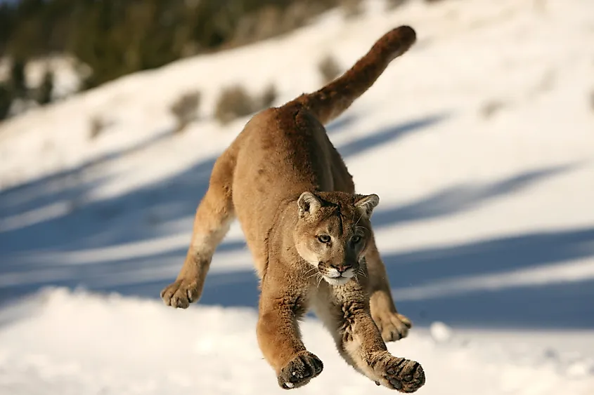 Mountain lion