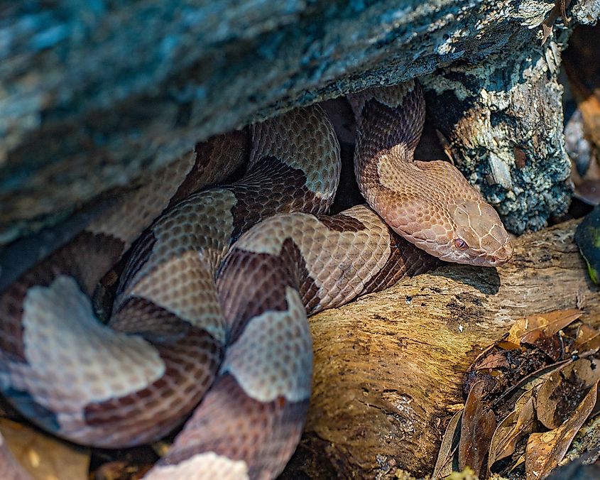 An Eastern copperhead, Agkistrodon contortrix, coiled under a log in Florida.