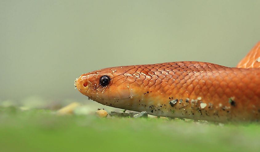 Closeup shot of a rare nonvenomous snake species, the Coral red kukri (Oligodon kheriensis).