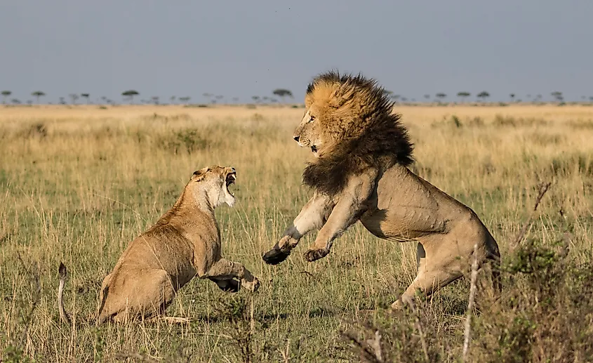 Where Do Lions Live WorldAtlas where-do-lions-live-worldatlas