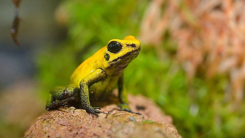 The Most Dangerous Animals in the World - WorldAtlas The Most Dangerous Animals in the World - WorldAtlas