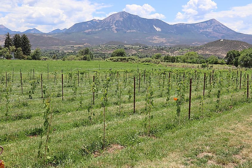 Vineyard in Paonia, Colorado.