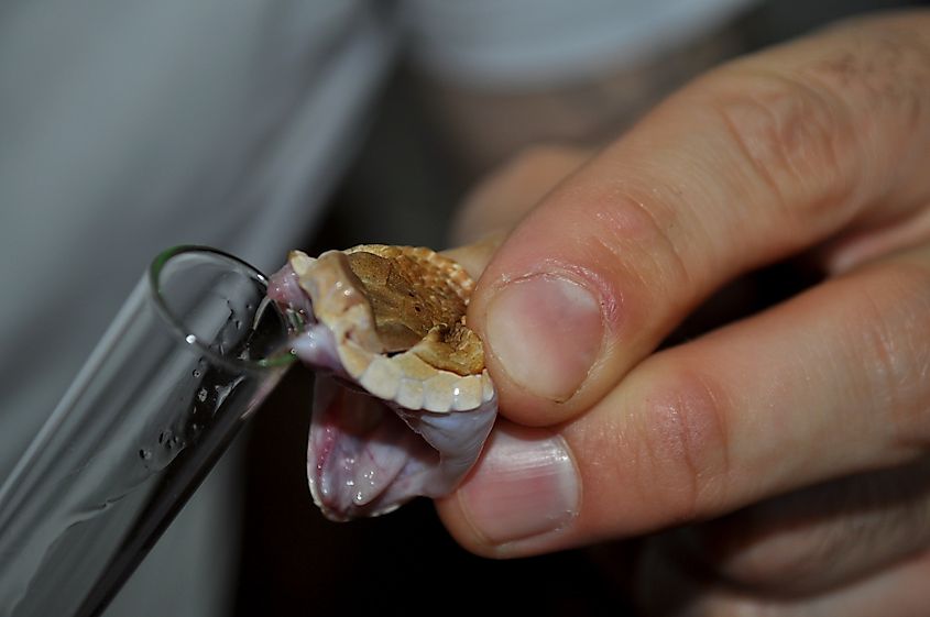 Southern Copperhead (Agkistrodon contortrix) milking snakes for venom.