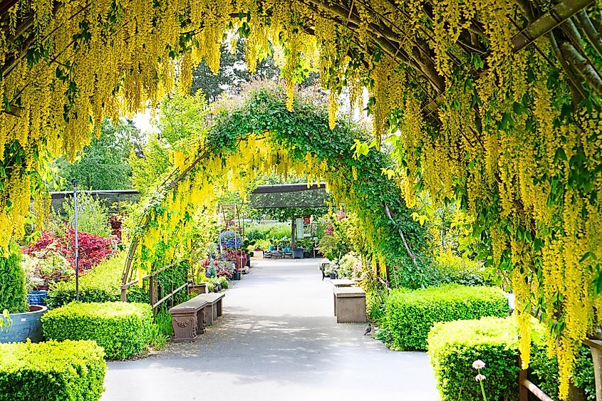 Langley, WA May 19, 2019. Double Laburnum Arbor at Bayview Farm & Garden, Whidbey Island, Washington. Editorial credit: Badon Hill Studio / Shutterstock.com