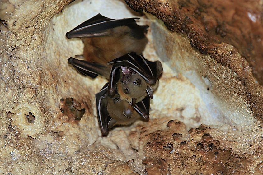 bats in gunung mulu