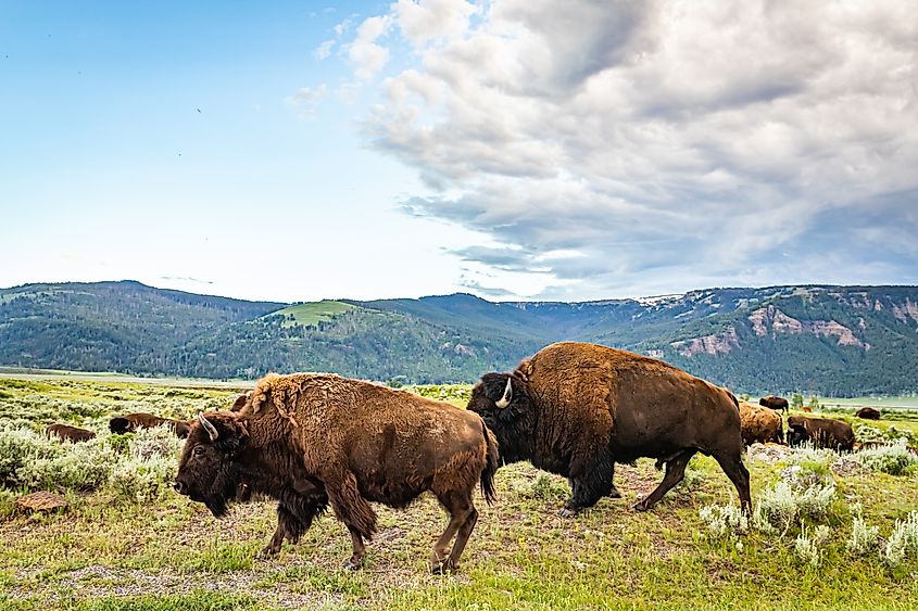 Bison in Yellowstone National Park's Lamar Valley