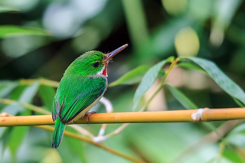 Puerto Rican tody