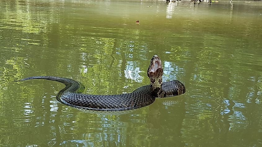 A cottonmouth rising from the water.
