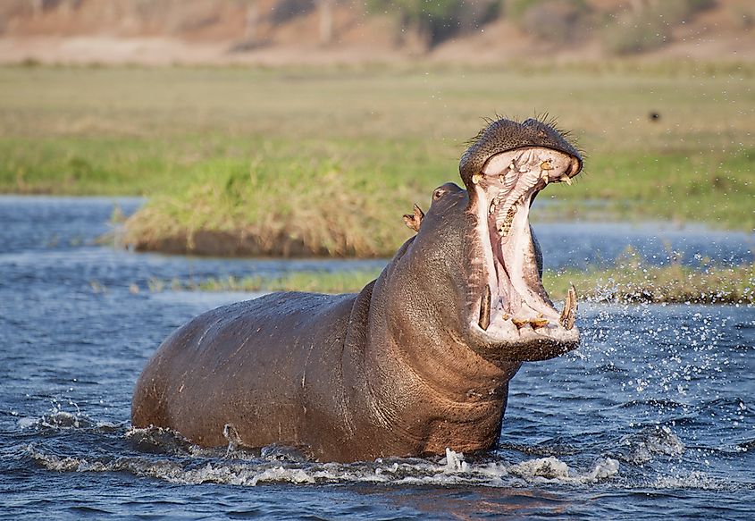 What Is A Tusk And Which Animals Have It? - WorldAtlas What Is A Tusk And Which Animals Have It? - WorldAtlas