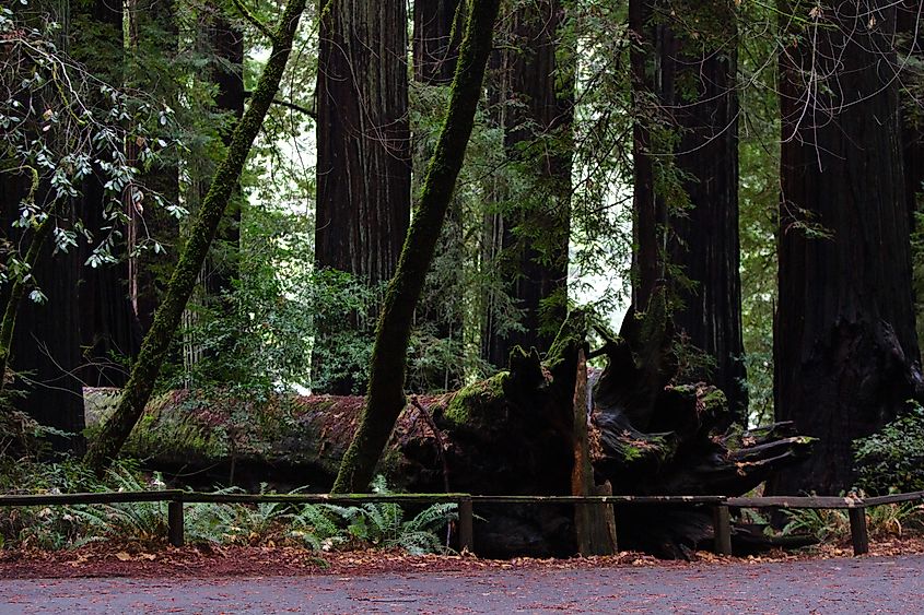 A fall redwood tree in Richardson Grove State Park in southern Humboldt County, California.