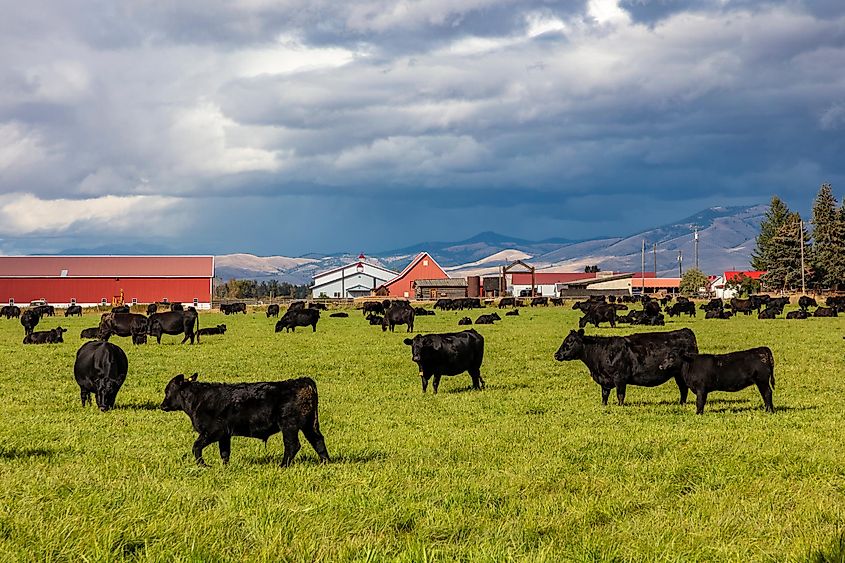 Black angus cattle graze in pasture at Fort Owen State Park in Stevensville, Montana,