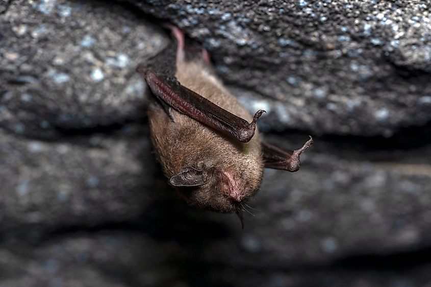 Endangered Indiana bat.