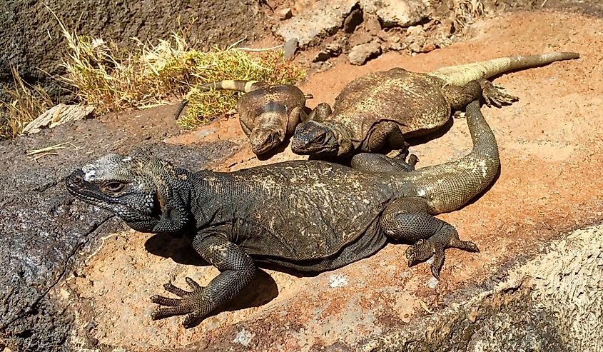 Common Chuckwalla (lizard), Sauromalus obesus, family (male, female and juvenile)