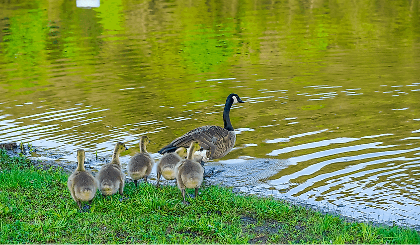 Group of baby geese follow parents into the lake in Eureka Springs, Arkansas.