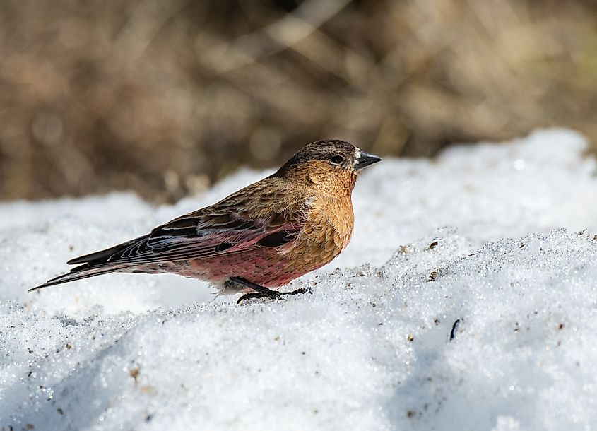 A Beautiful Brown-capped rosy finch