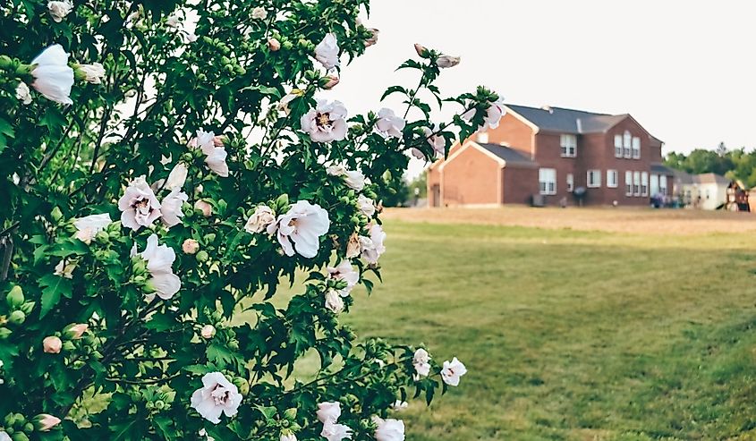 Rose bush with grass field and brick house on the background in Fort Mitchell, Kentucky.