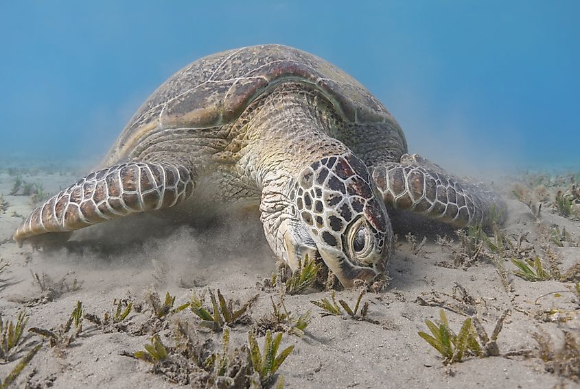 green turtle feeding