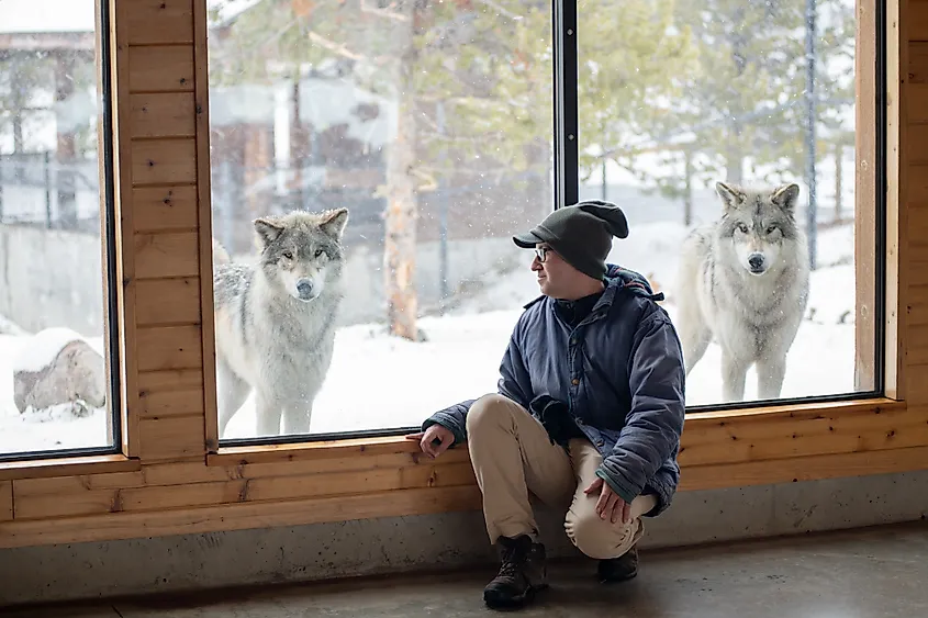 A man posing next to a wolf at the Grizzly and Wolf Discovery Center in the state of Montana.