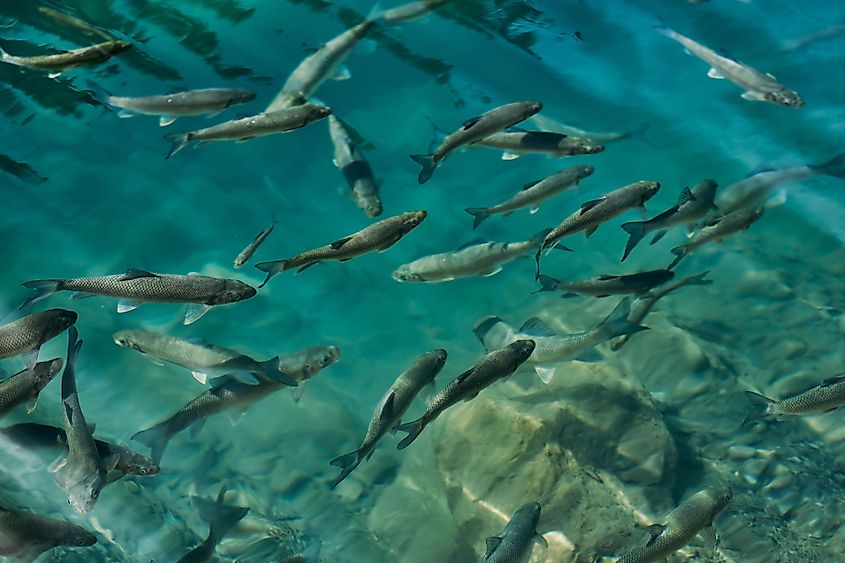 Brook trout, one of the native species under threat in the Adirondack Lakes. Image credit: Dmytro Buianskyi via Shutterstock
