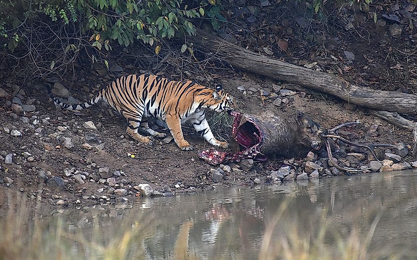 Tigress eating a sambar deer