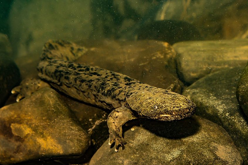 Large hellbender salamander on rocks underwater