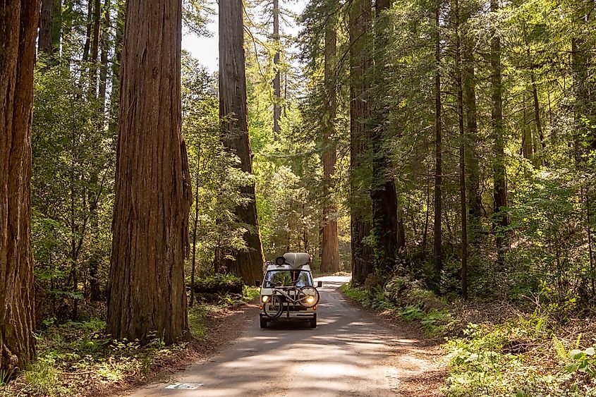 Avenue of the Giants